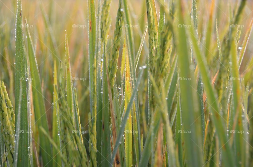 Close-up of rice crop