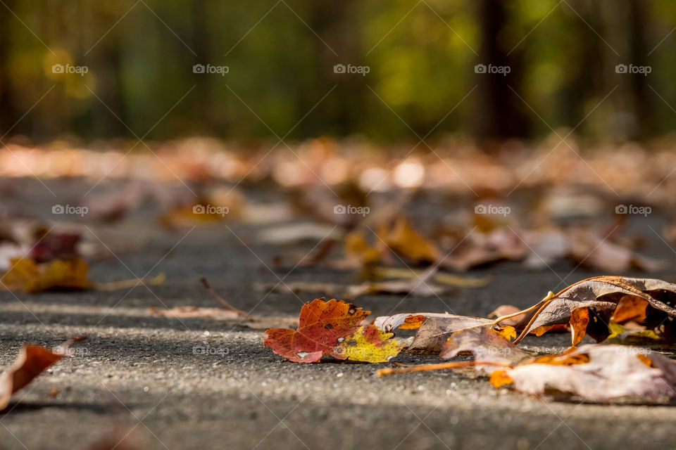 Foap, Autumn Hiking in the USA: A fresh layer of crisp autumn foliage litters the paved path at Crowder Park in Apex North Carolina. 