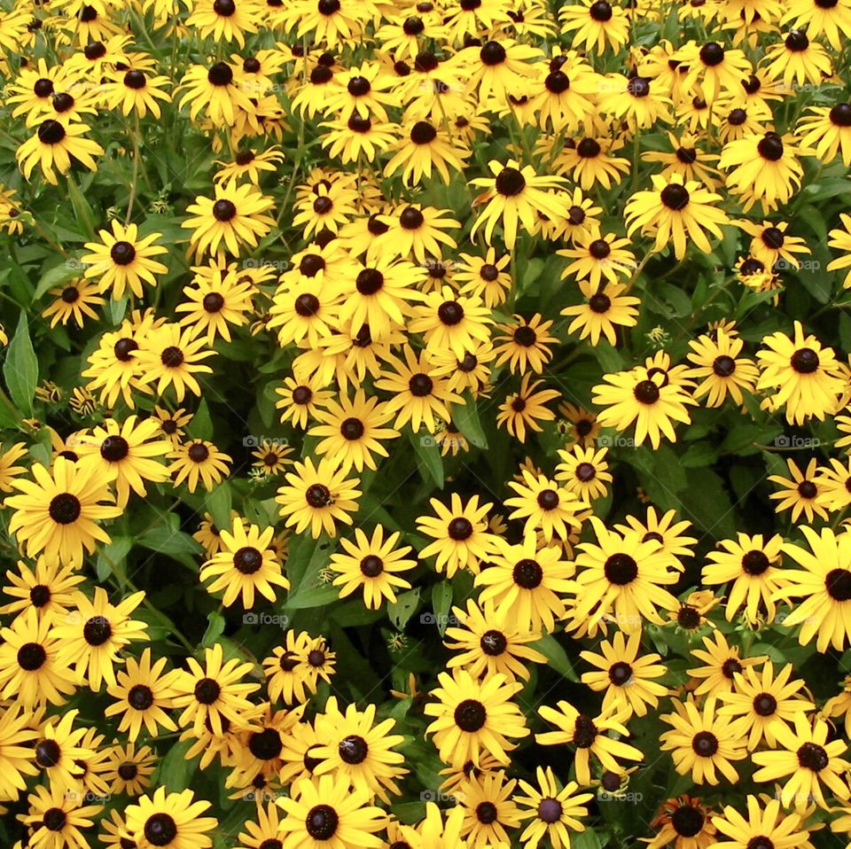 Blackeyed susans 