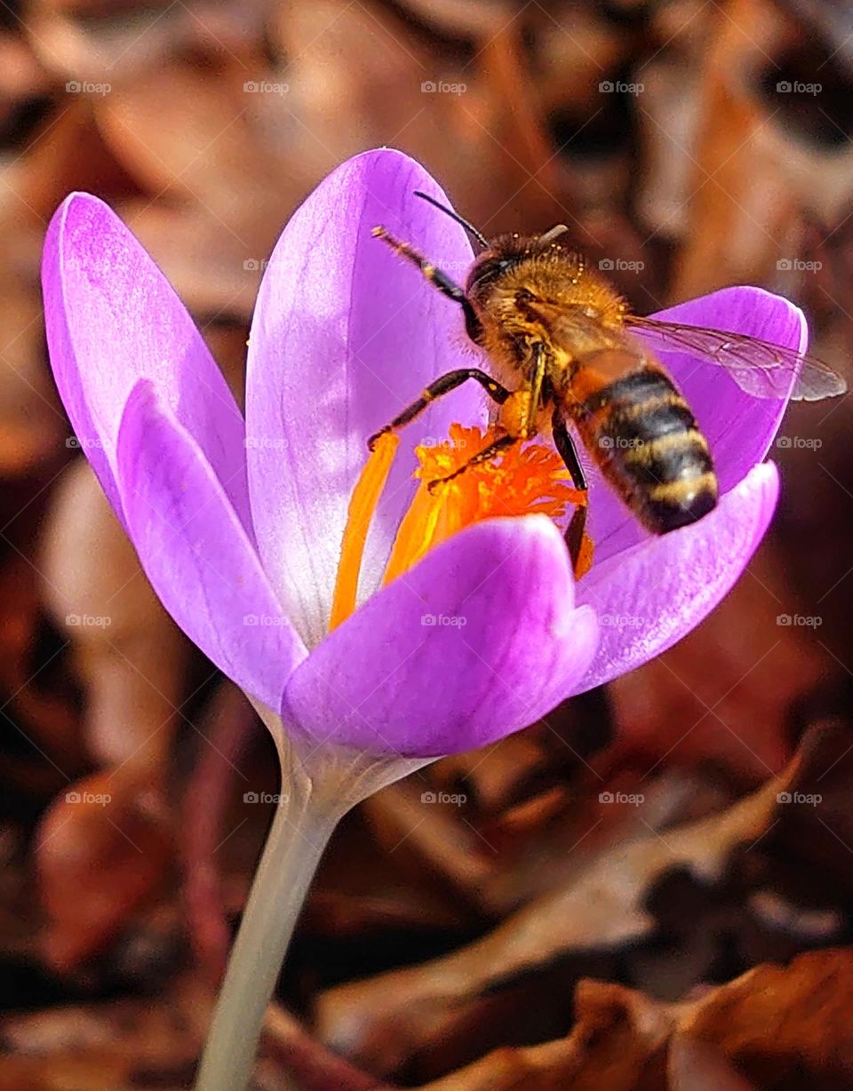 Bee in crocus