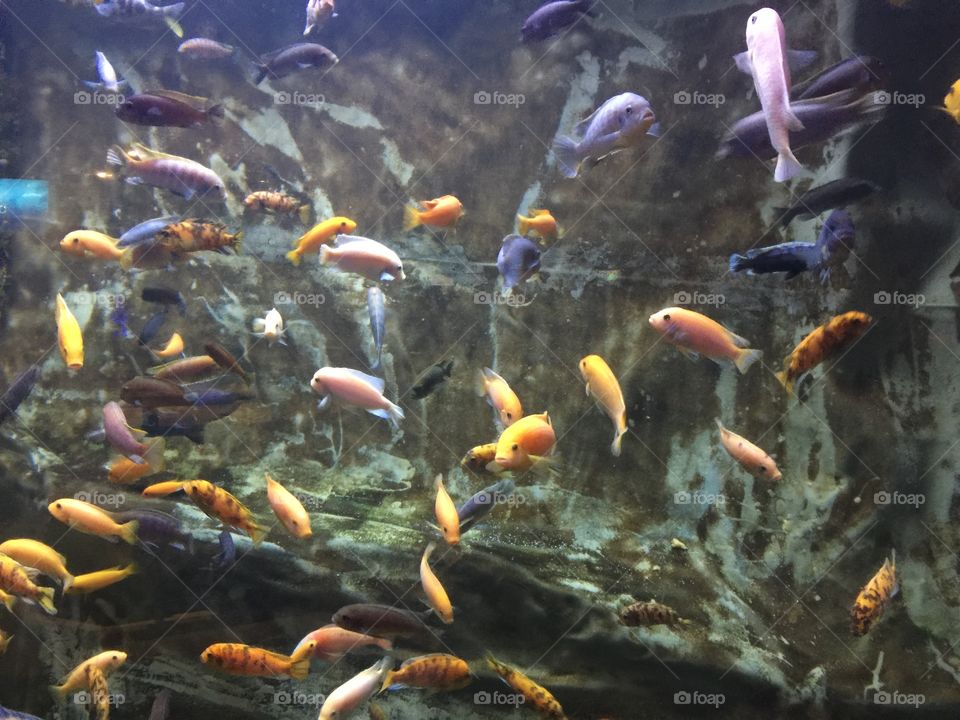 Underwater, Fish, Aquarium, Goldfish, Swimming