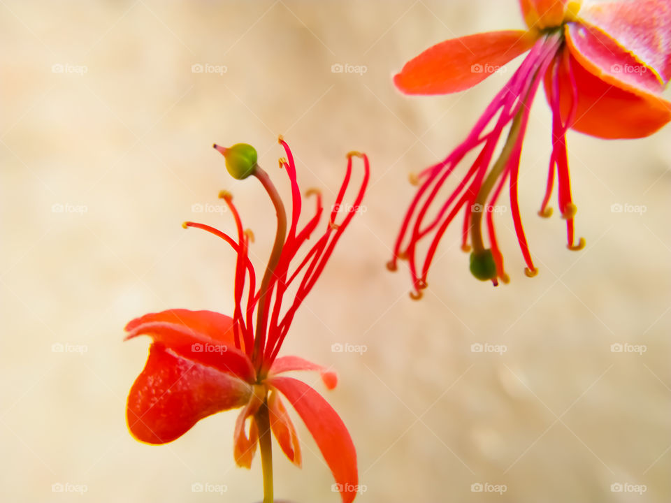 close up of capparis decidua flowering plant