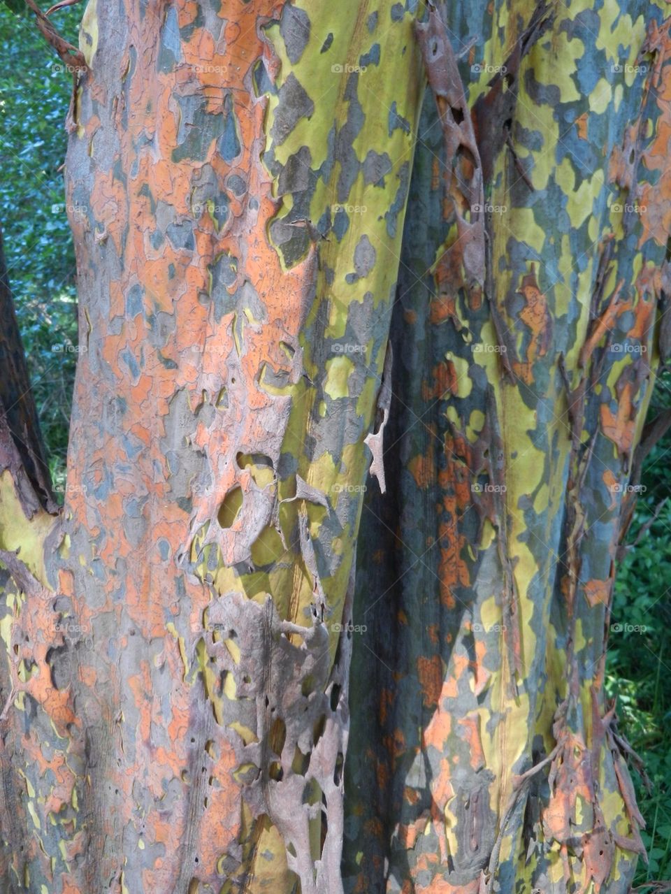 Tree bark