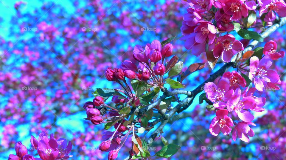 Deep pink crab apple tree flowers