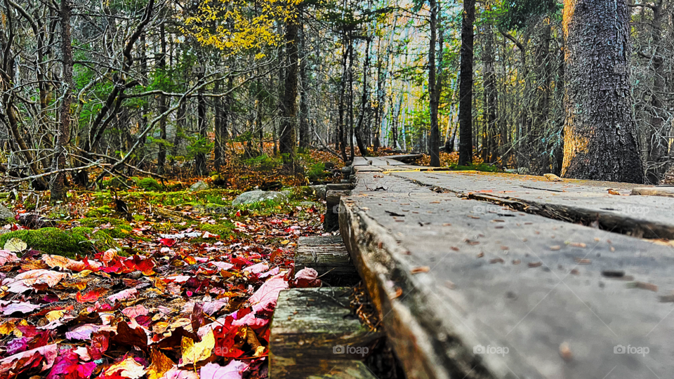 Peaceful Bridge Walk