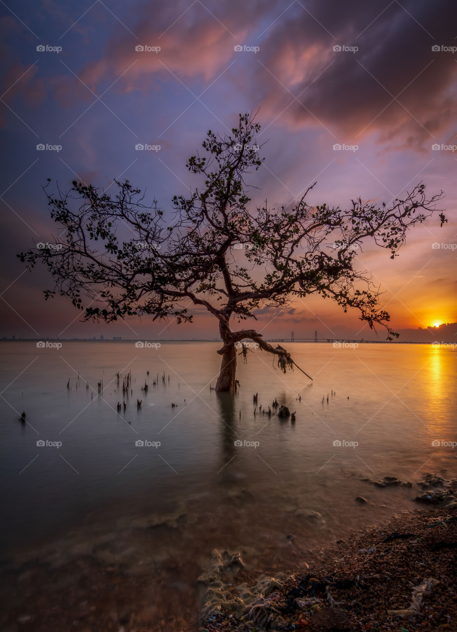 lonely tree during a sunset in basmalah beach