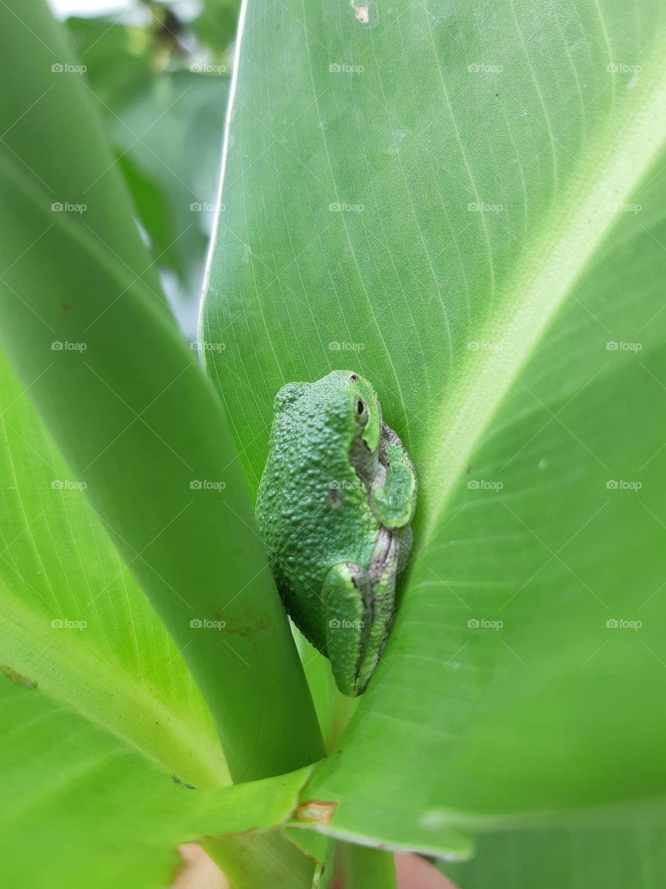 Tree frog on canna lilly