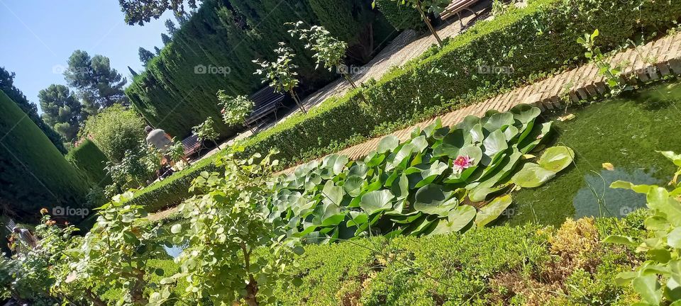 Jardín Generalife