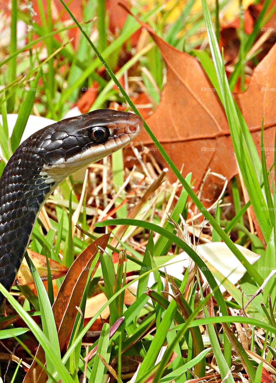 Best Macro Shot - A Black Racer Snake out of hibernation slithers across the grass on the hunt for food. The black racer snake in North America does occasionally kill and eat other snakes.