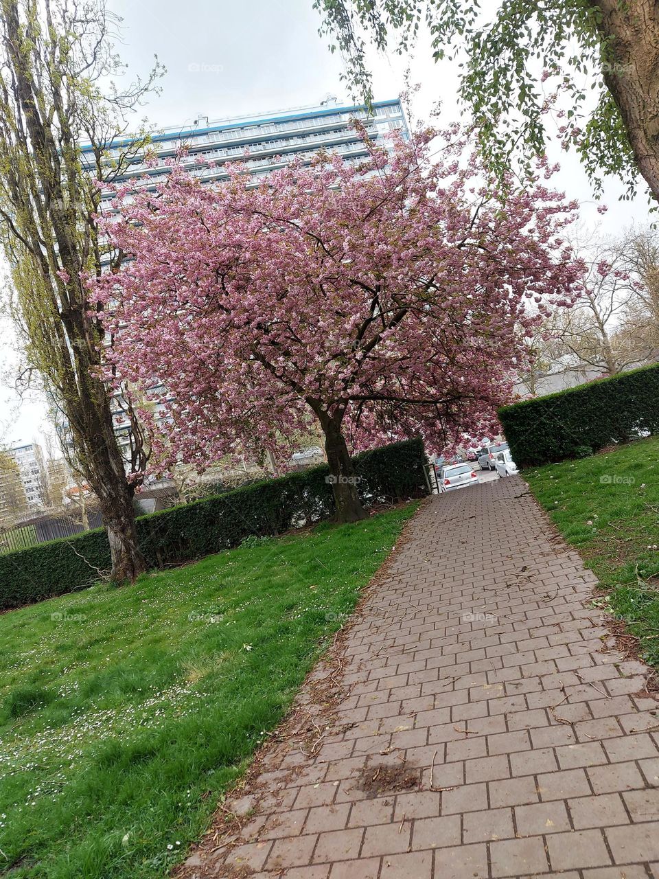 Spring în Brussel 🩷