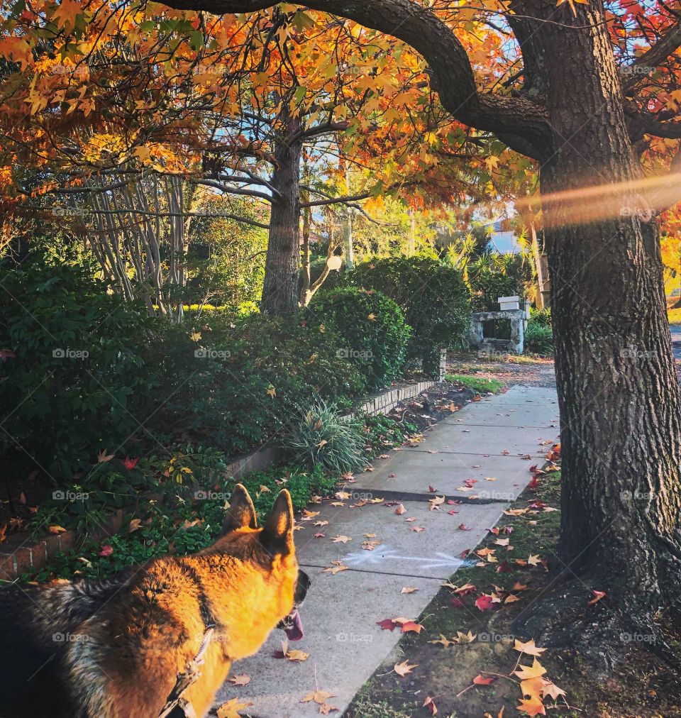 German Shepherd looking down the path in the sunlight