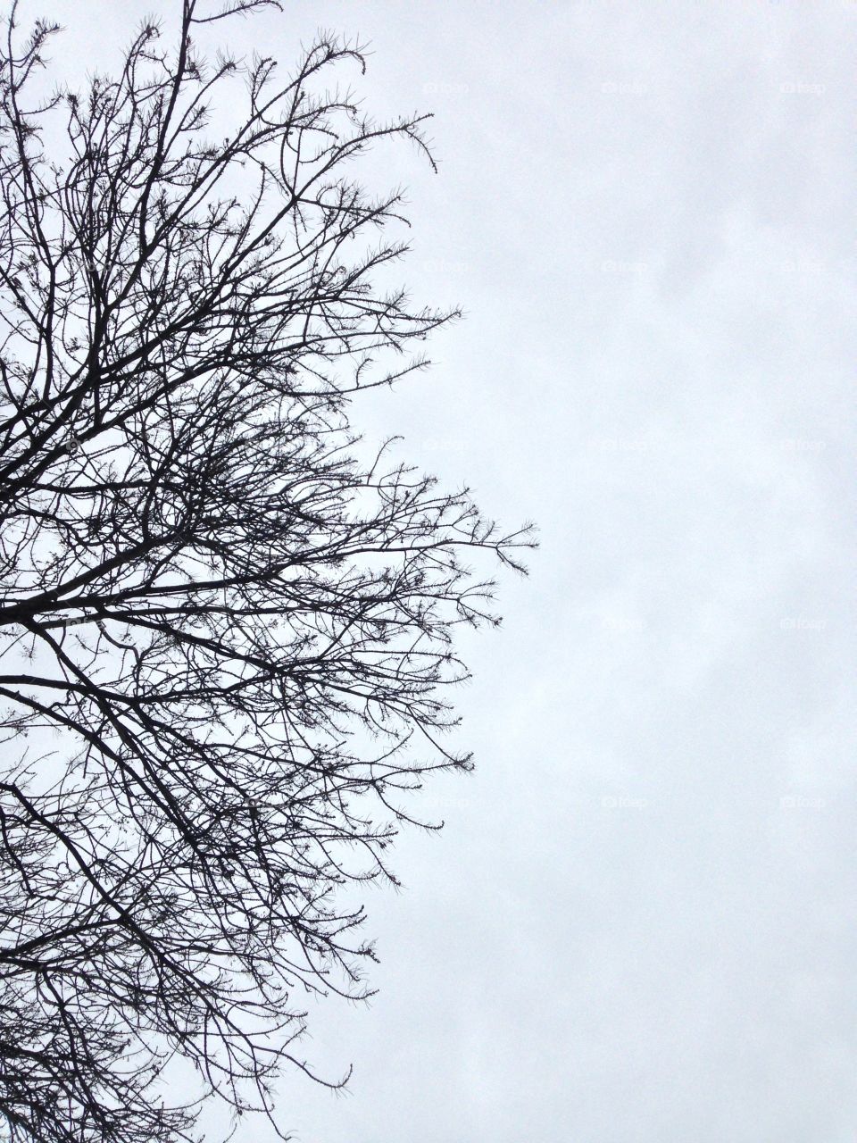 Tree in the sky