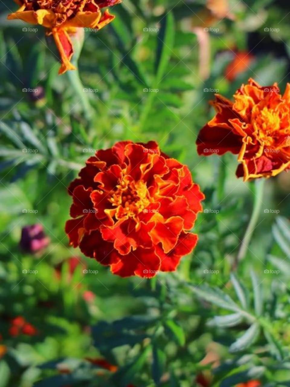 The beauty of spring flowers