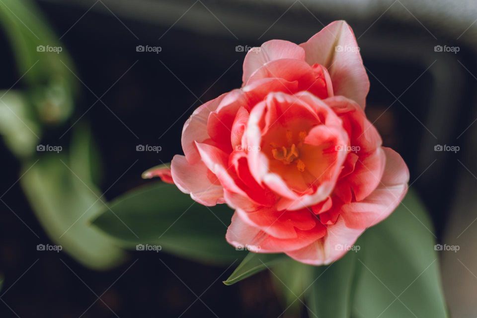 An open pink tulip