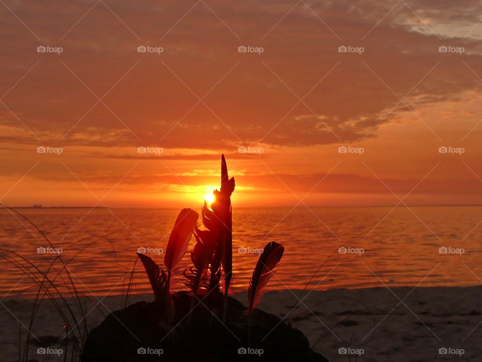 Spectacular sunset and vertical feathers