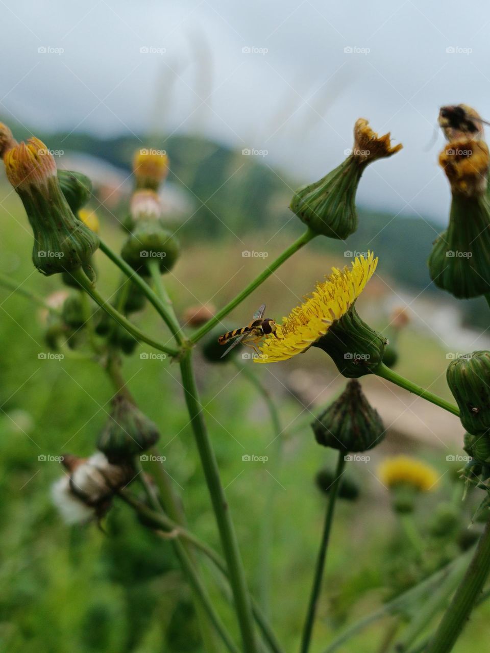 Eastern calligrapher