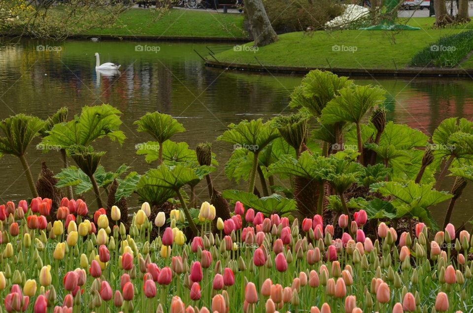 Spring in Netherland