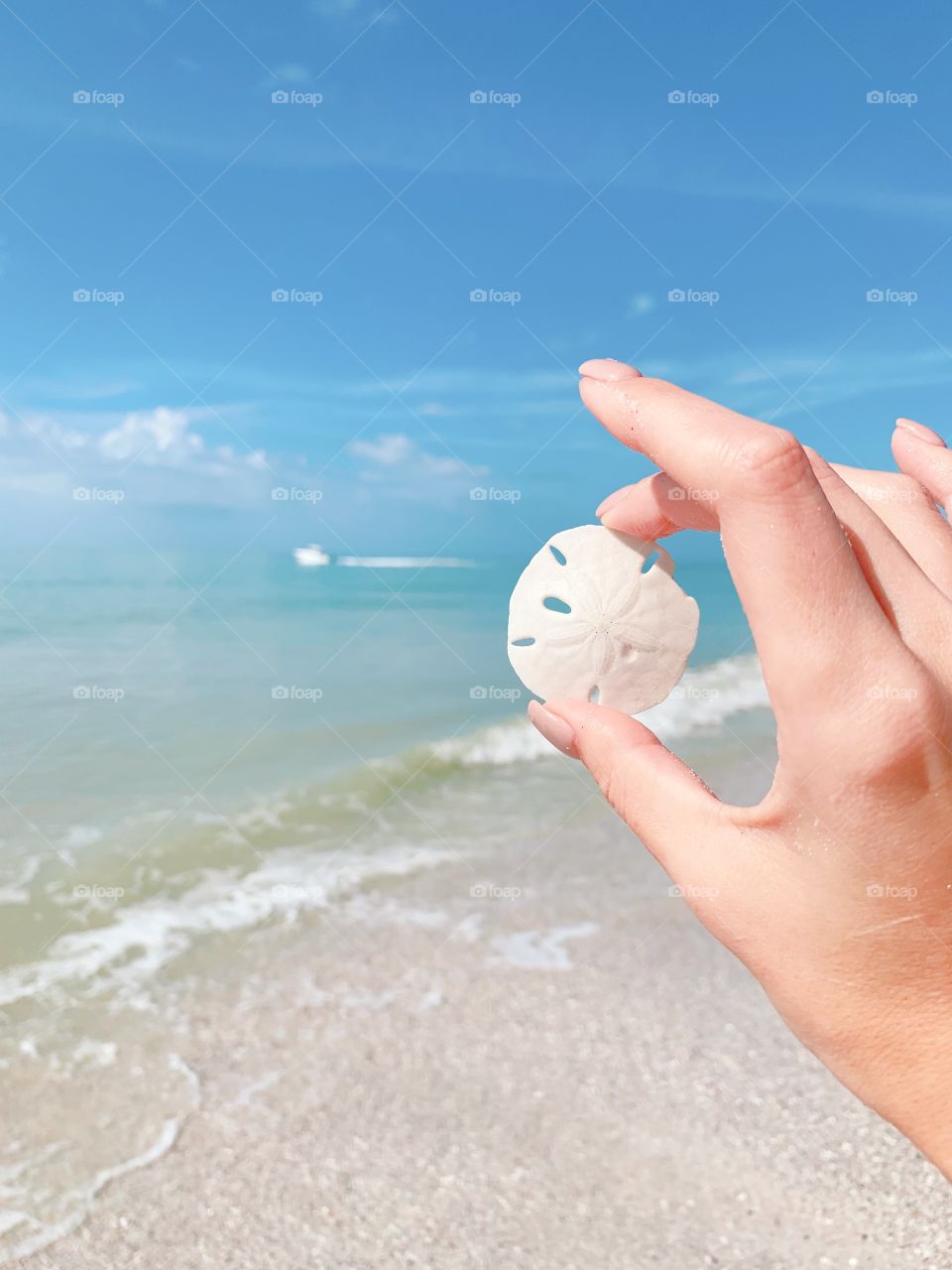 Sand dollar 