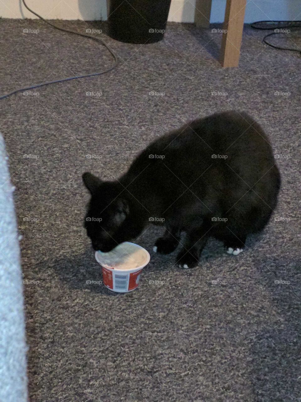 So this is dexter enjoying his favourite yogurt well its rice pudding my mate loves anything like this thank the lord he isn't lactose intolerant, because cats can suffer from lactose intolerance apparently who knew