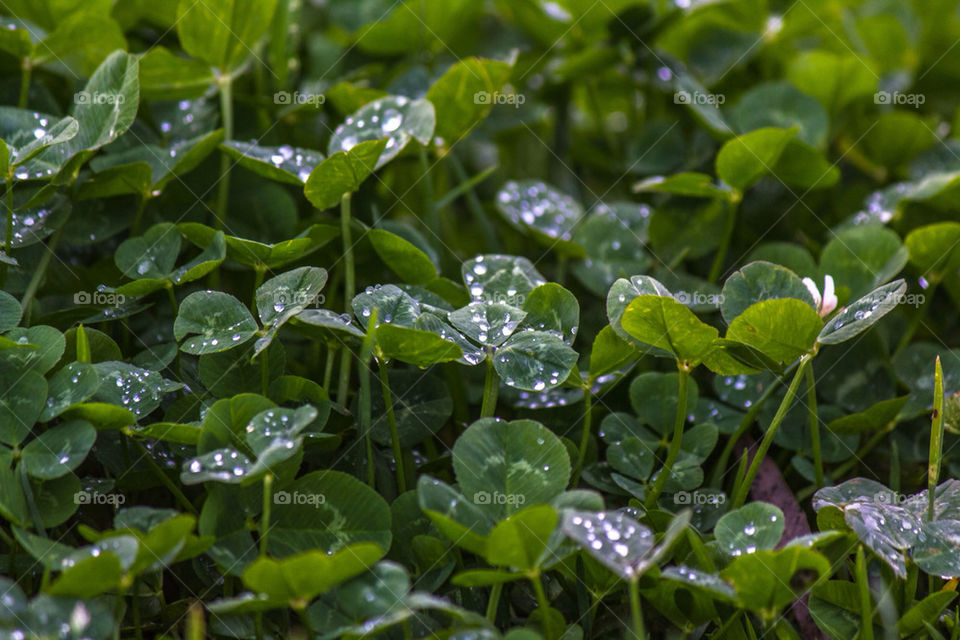 green nature water leaf by laconic