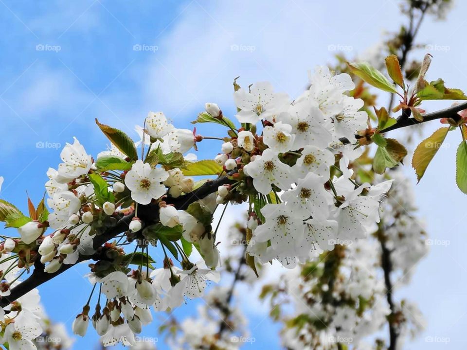 Plum blossoms