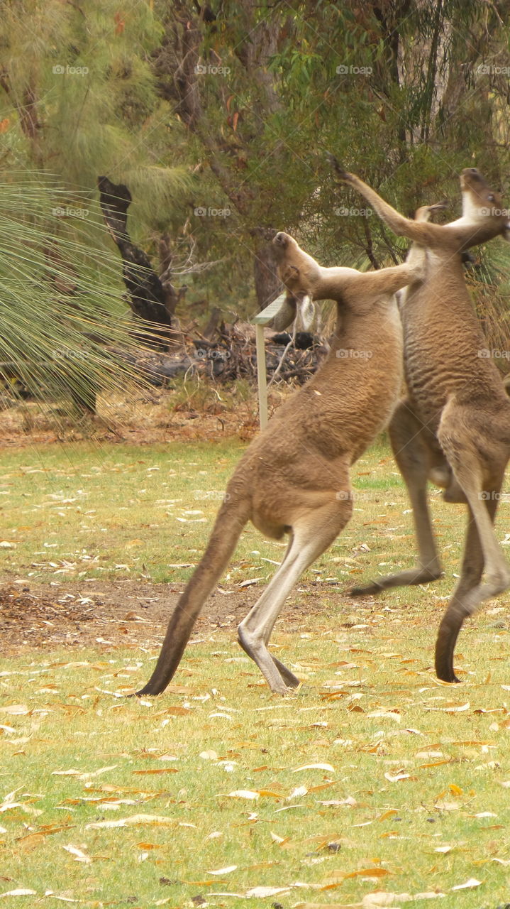 fighting kangaroos, Australia