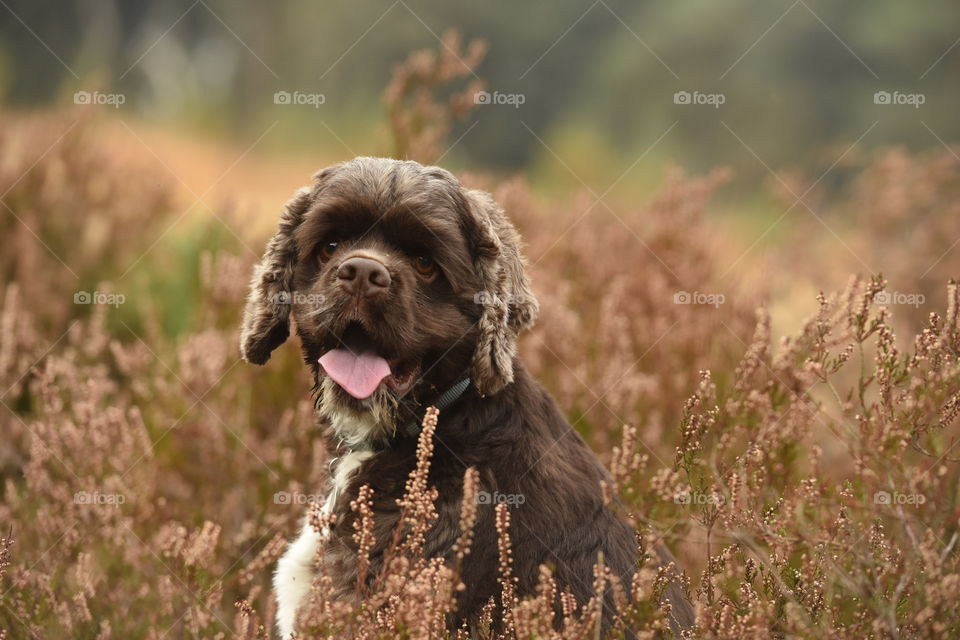 My little friend on a trip in Kalmthout (Belgium). Basil is an American cocker 1,5 years old 