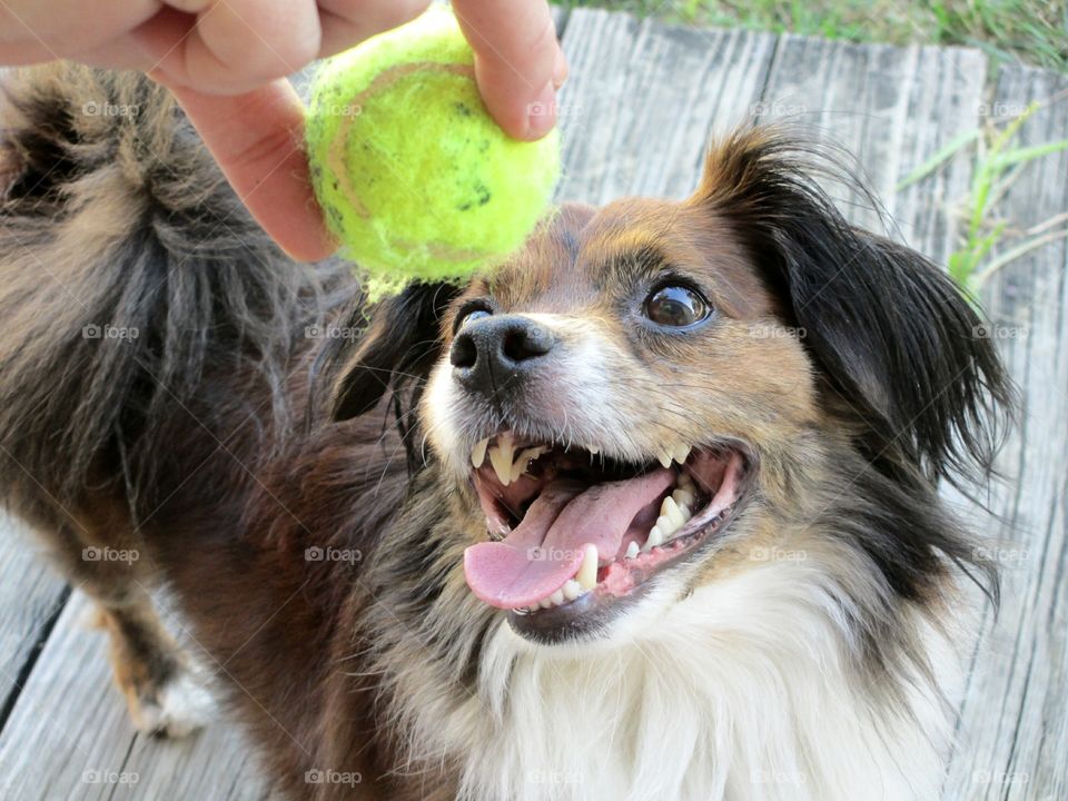 A person playing with dog from tennis ball