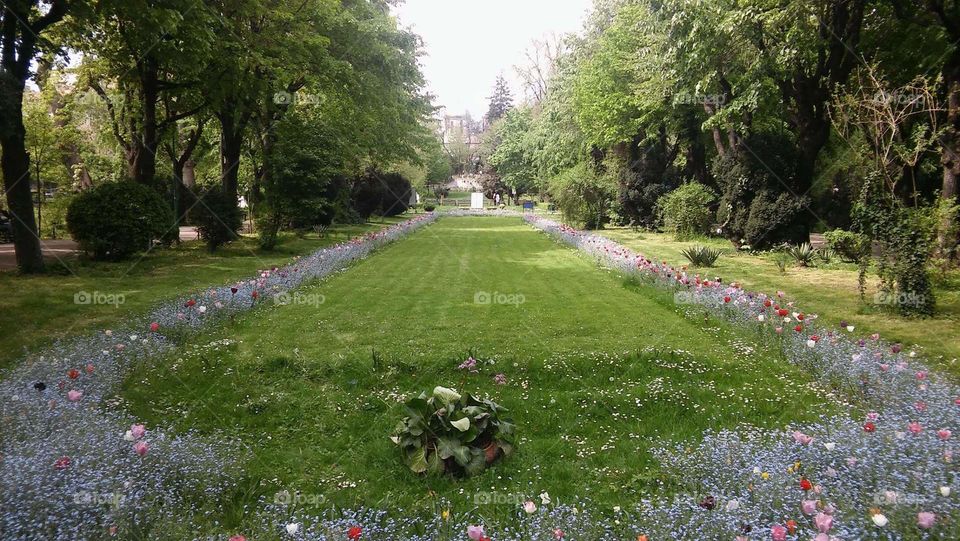 Beautiful flowers in a park, Bucharest