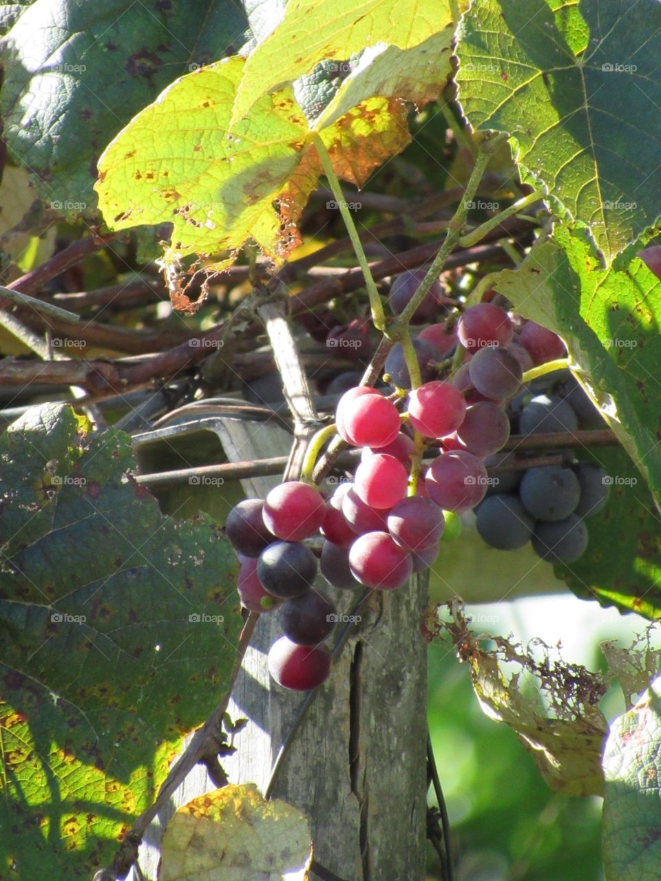Leaf, Fruit, Fall, Nature, Tree