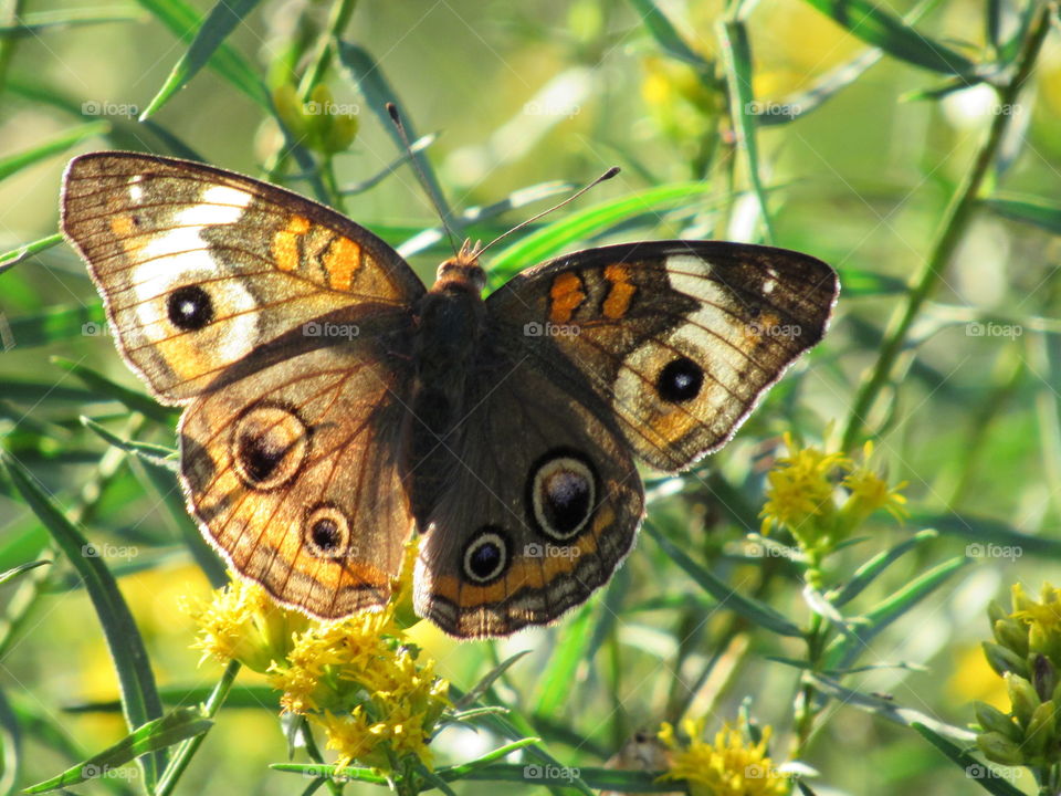 Buckeye butterfly