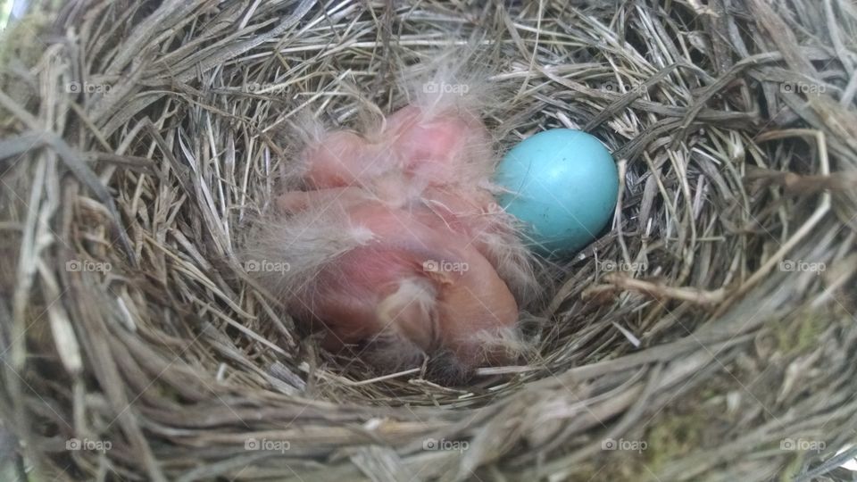 Red Robin chicks are another example of God's amazing creation.