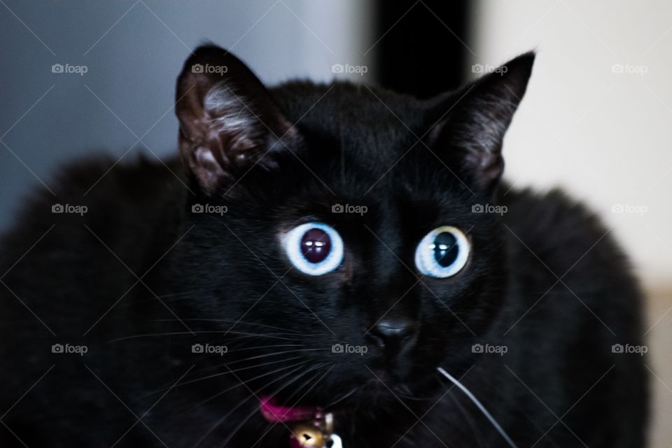 Black cat looking at camera