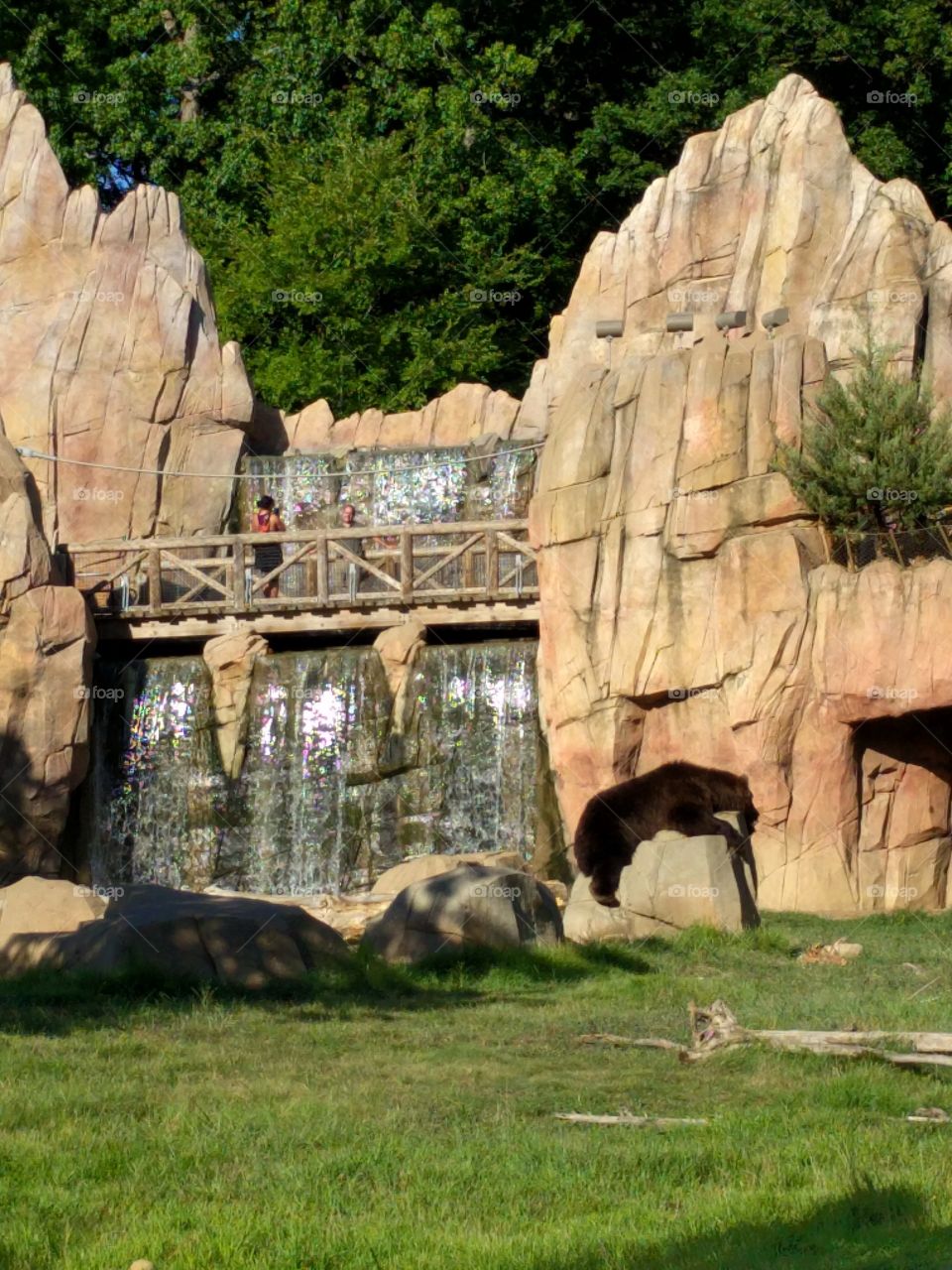 bear in zoo with waterfall and tourists