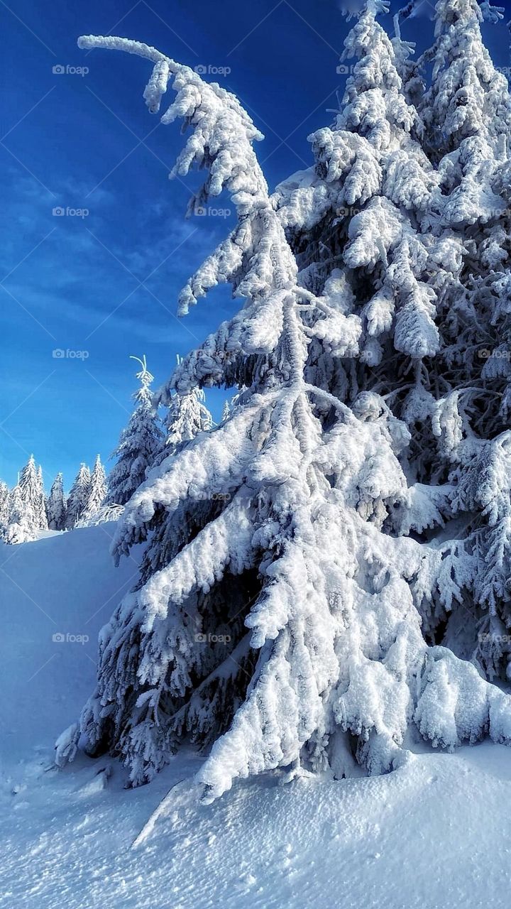 Fir trees decorated with snow
