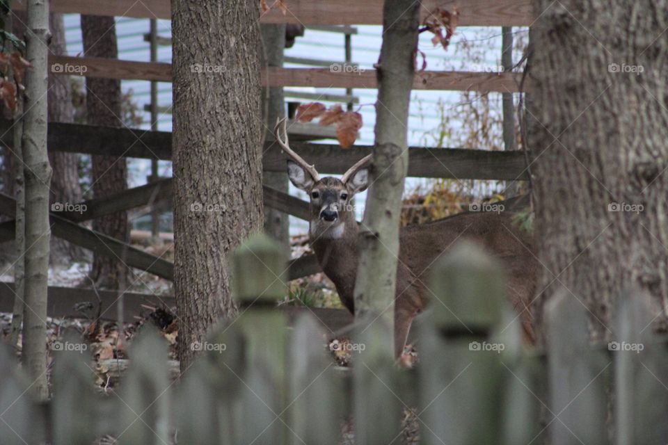 A Buck In The Backyard