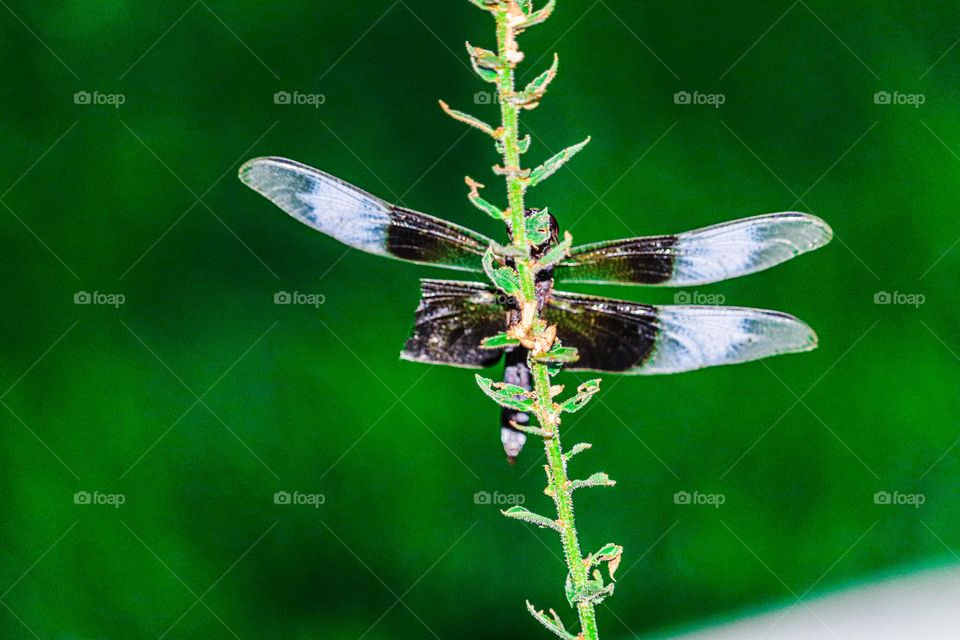 dragon fly missing part of its wing