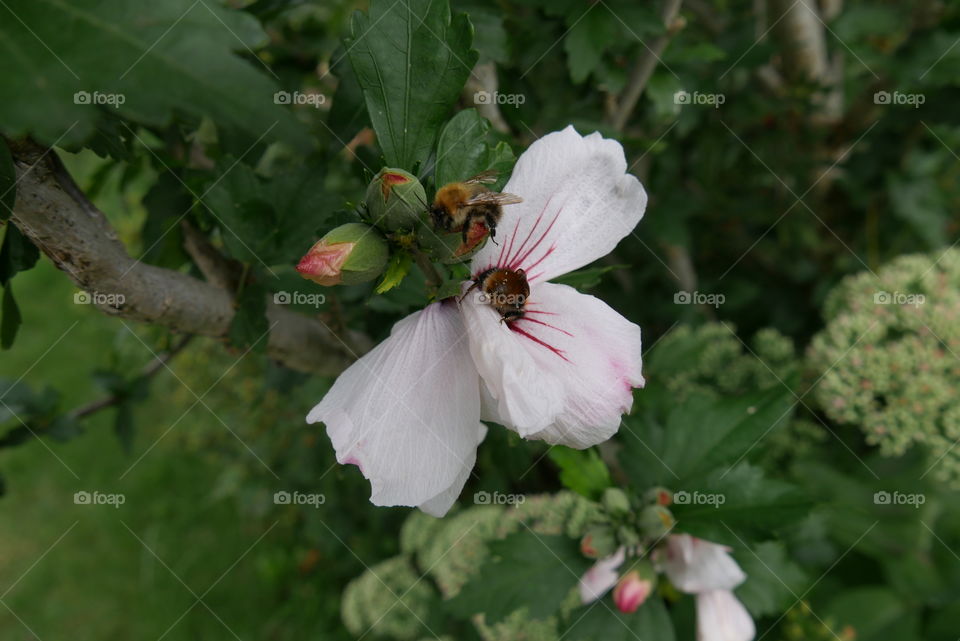 bumblebee with pollen and Beautiful hibiscus flowers