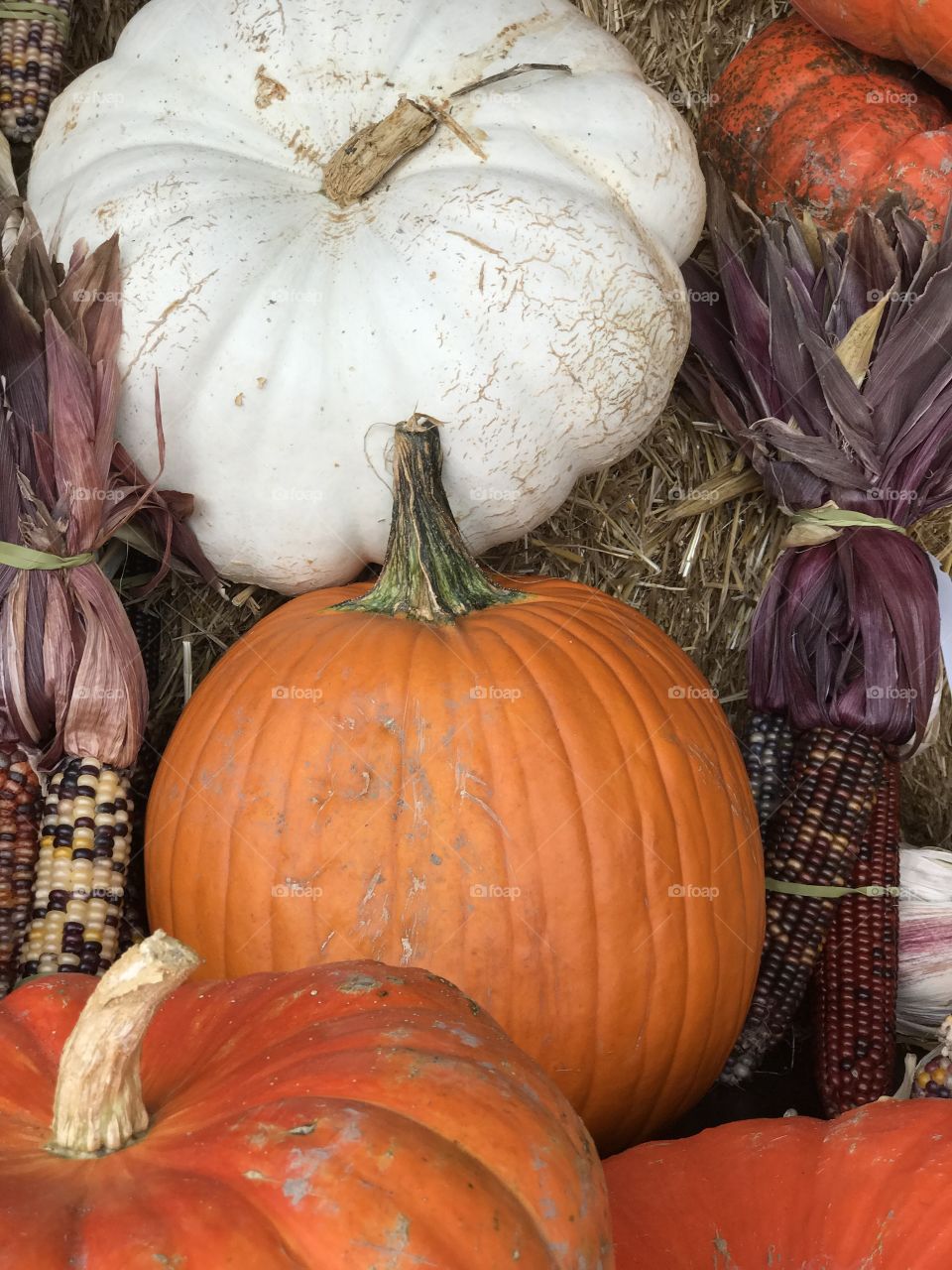 Florida, odnalrO ni detacol tneduts FCU nA .asleS yb kcilC Follow me @Selsa.Notes, @Selsa.Clicks, and @Selsa.Notes
@Selsa #Selsa #pumpkins #harvest