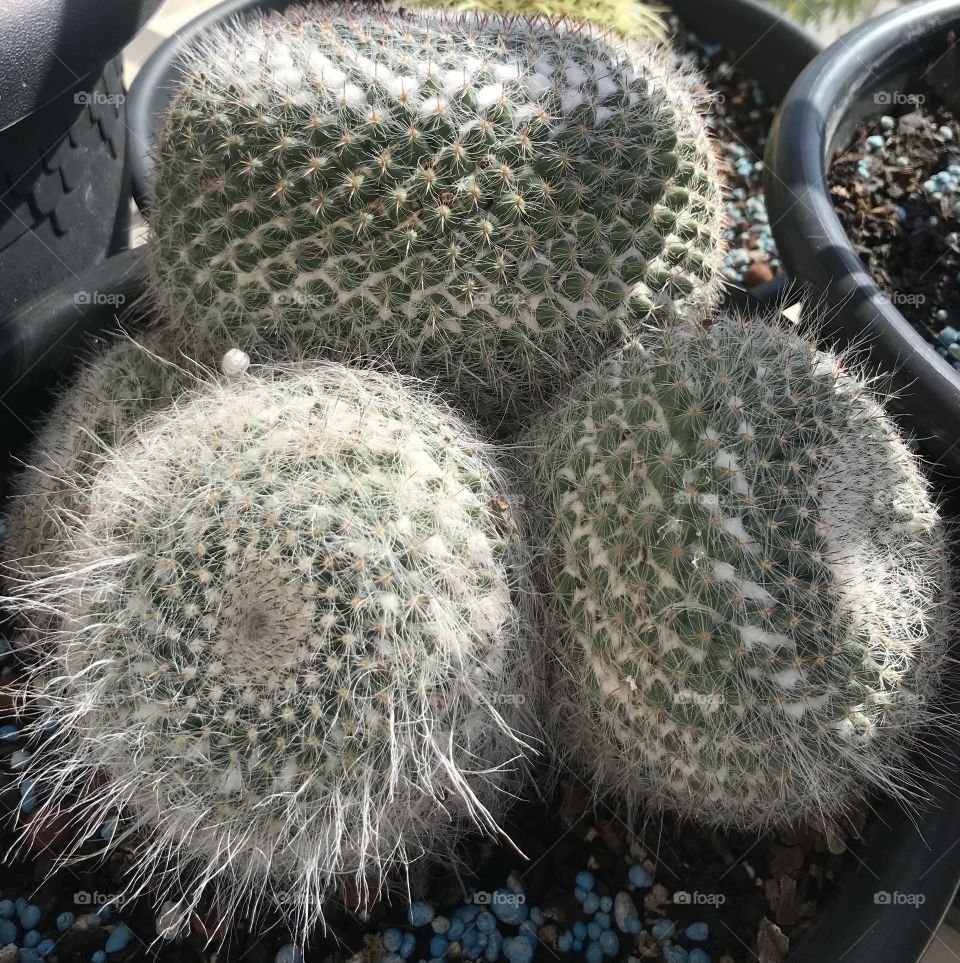 Cactus 