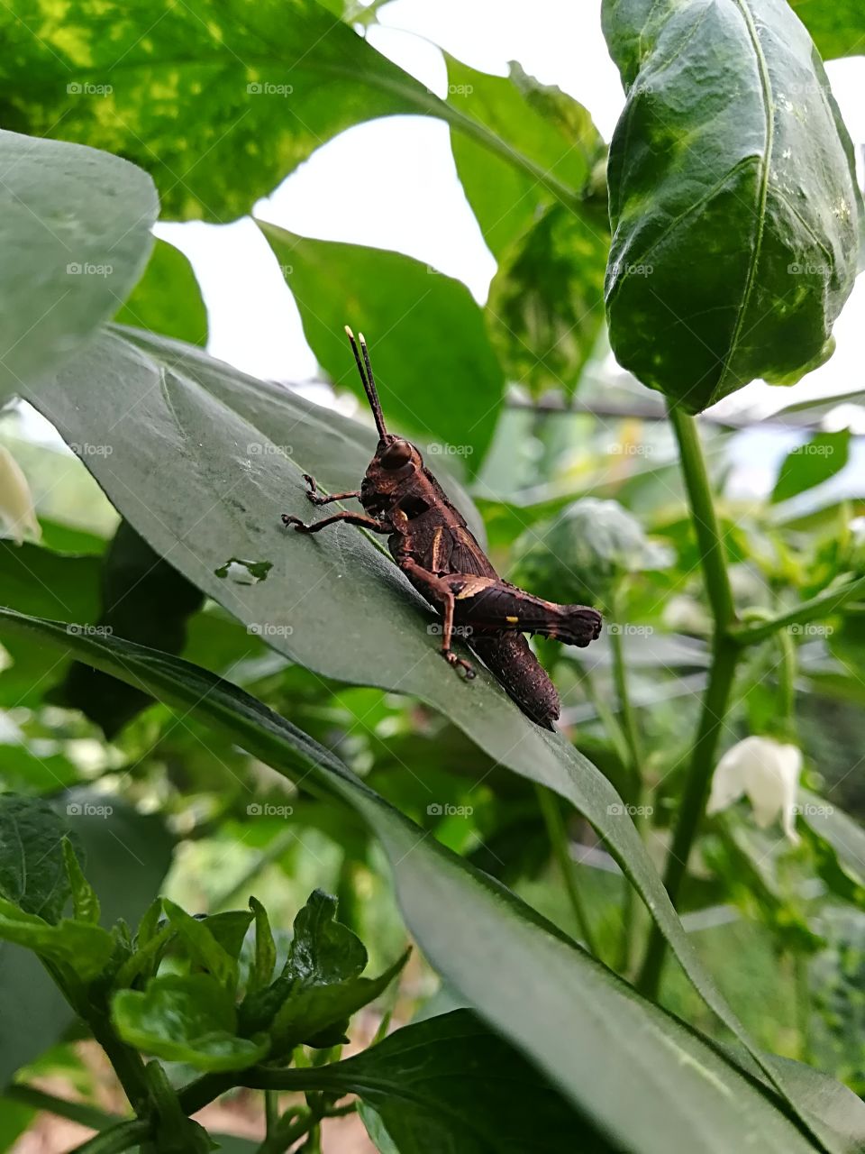 grasshopper on chilly leaf