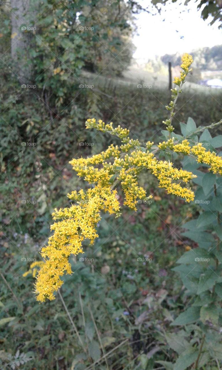 Wildflowers