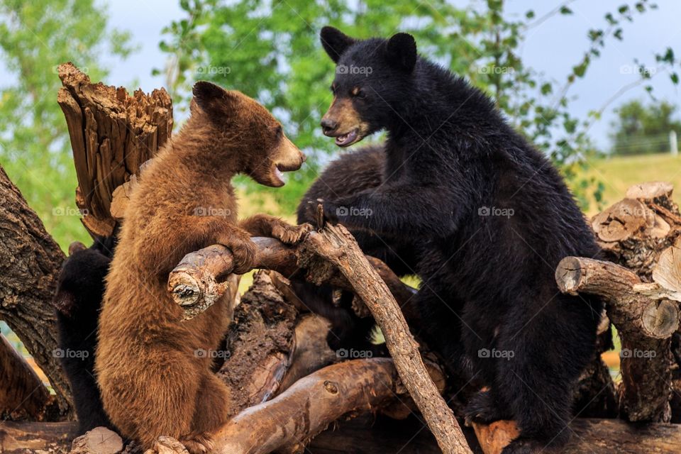 Bear Cub Standoff