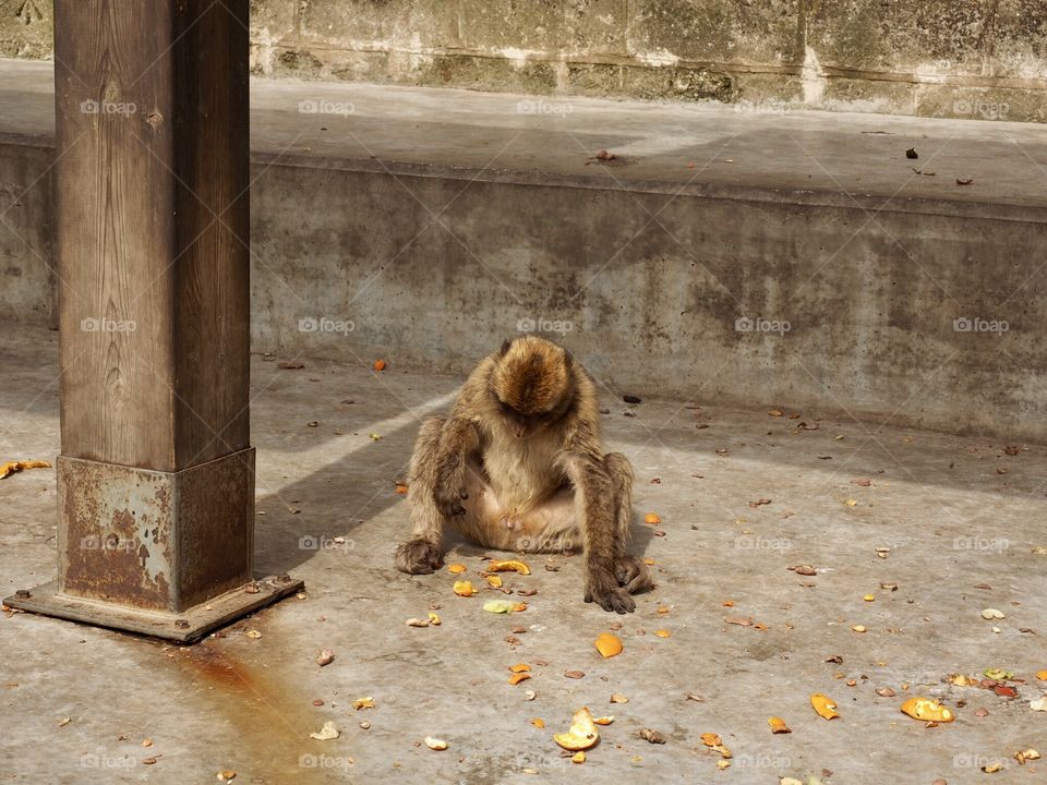 Macaques 