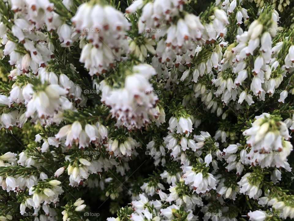 Some very beautiful white heather, not growing on a National Park plain, but in our Devon, UK, garden.