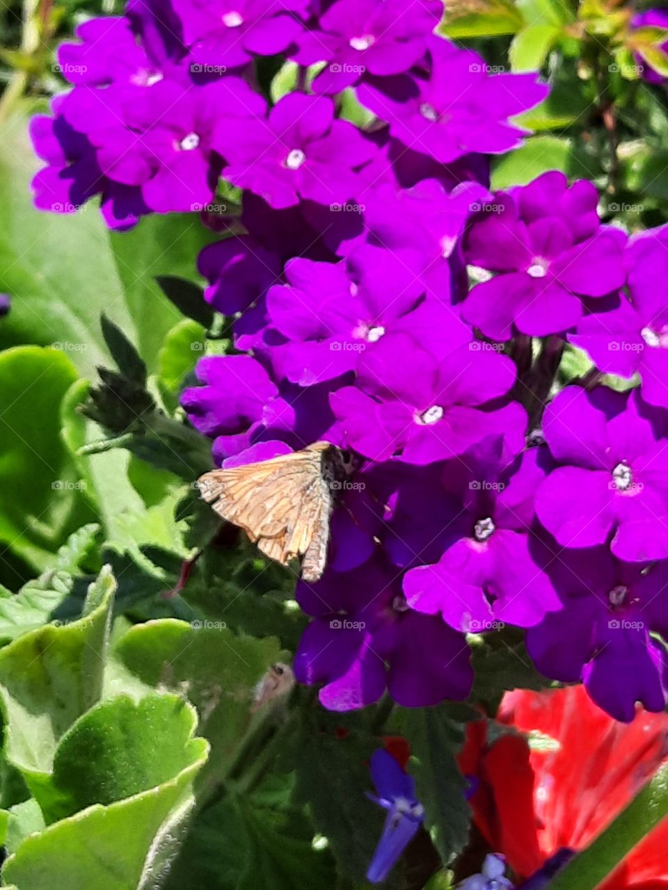 beige butterfly  on purple lobelia flowers