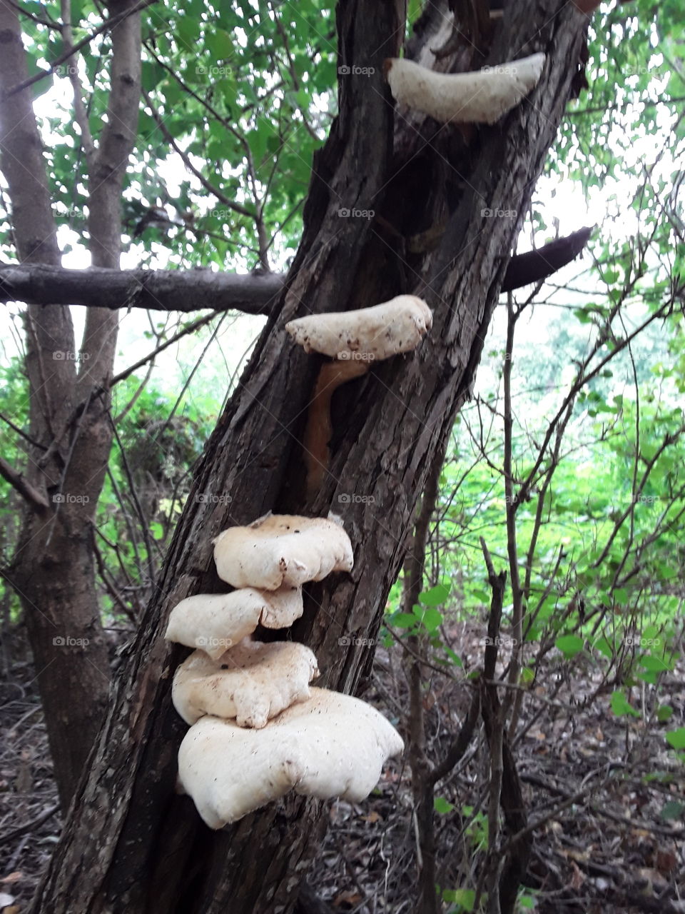 more mushrooms