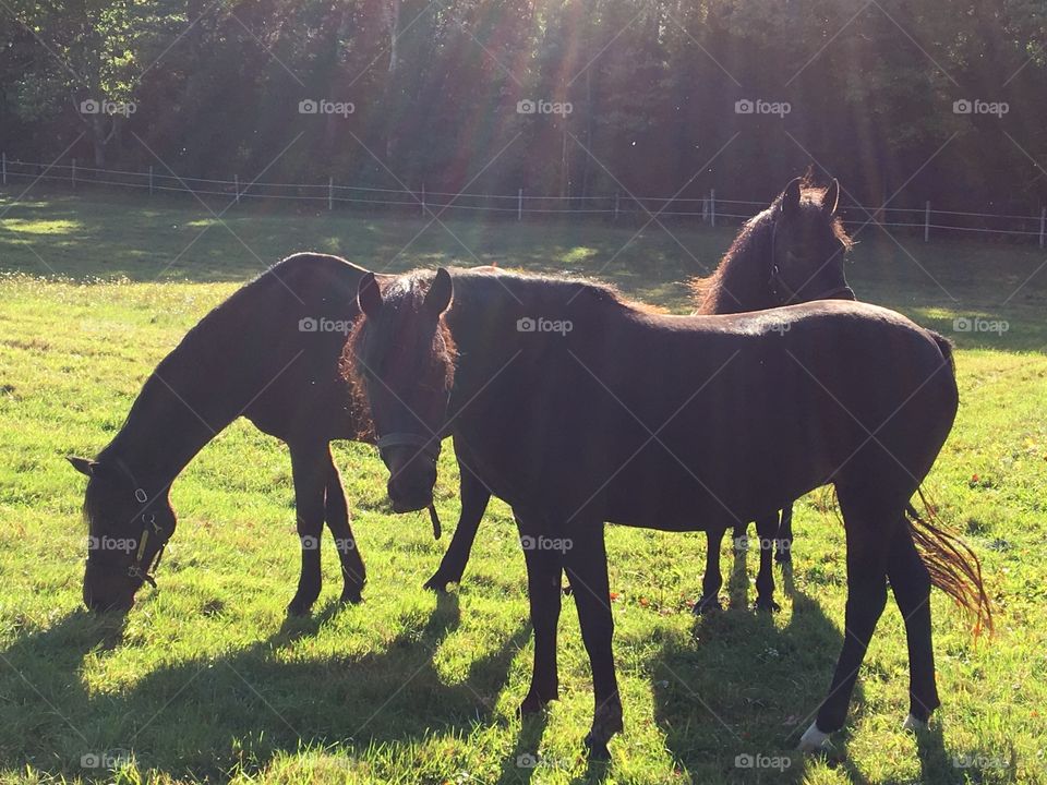 Sunshine horses