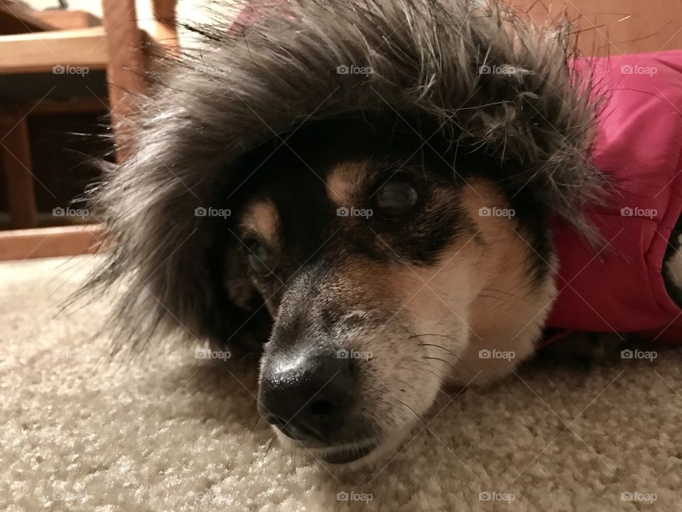 Sad dog in winter coat
