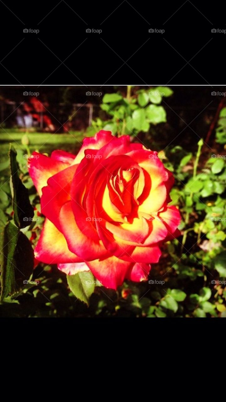 Backyard rose 